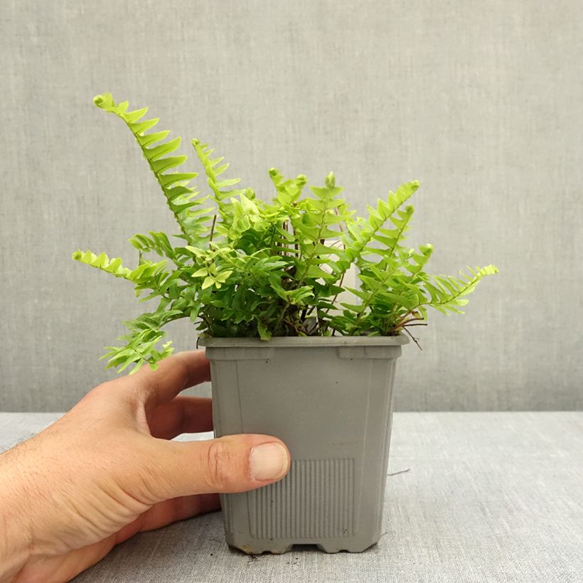 Nephrolepis cordifolia  Artic Jungle - Fougère de Boston rustique Godet de 8/9 cm esemplare consegnato in primavera