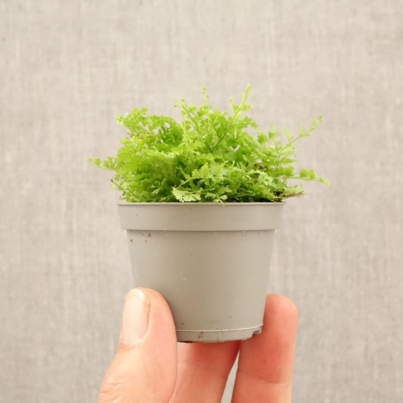 Felce di Boston Cotton candy - Nephrolepis exaltata mini-pianta esemplare consegnato in primavera