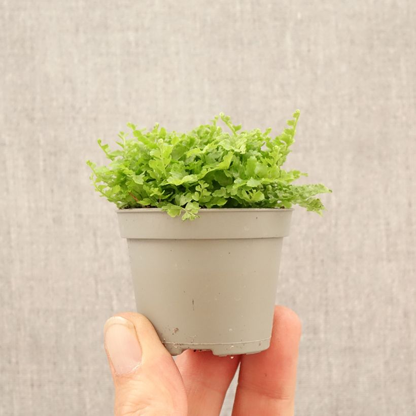 Felce di Boston Fluffy Ruffle - Nephrolepis exaltata mini-pianta esemplare consegnato in primavera