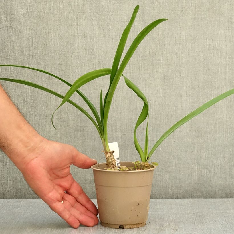 Esemplare di Nerine bowdenii Amandi Vaso da 1,5L/2L taglia 12/14 consegnato in estate