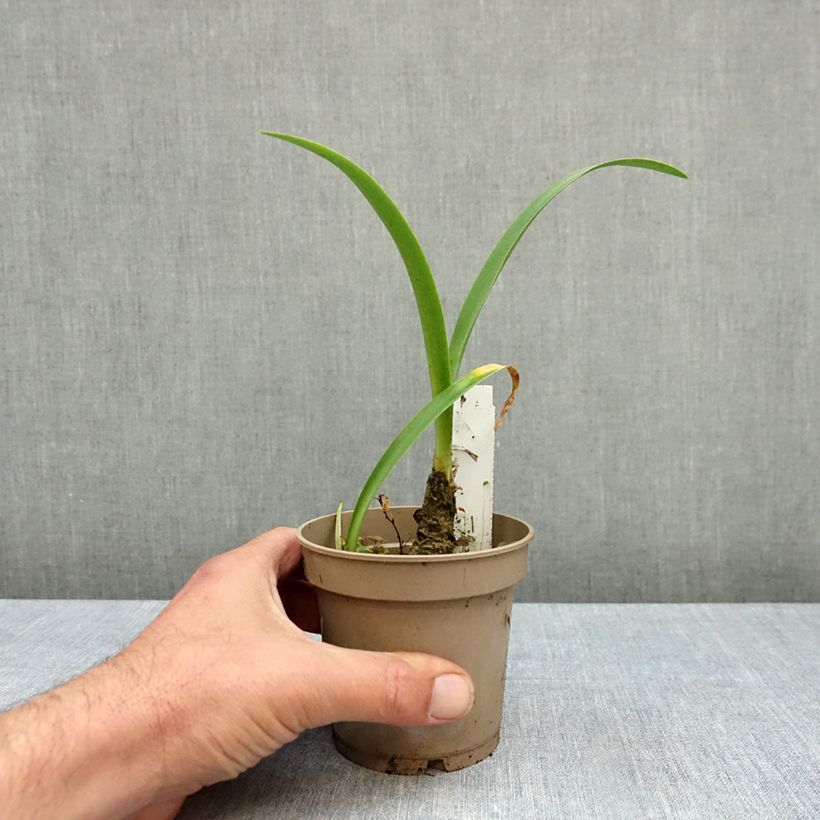 Esemplare di Nerine bowdenii Ostara K Vaso da 1,5L/2L taglia 12/14 come consegnato in autunno