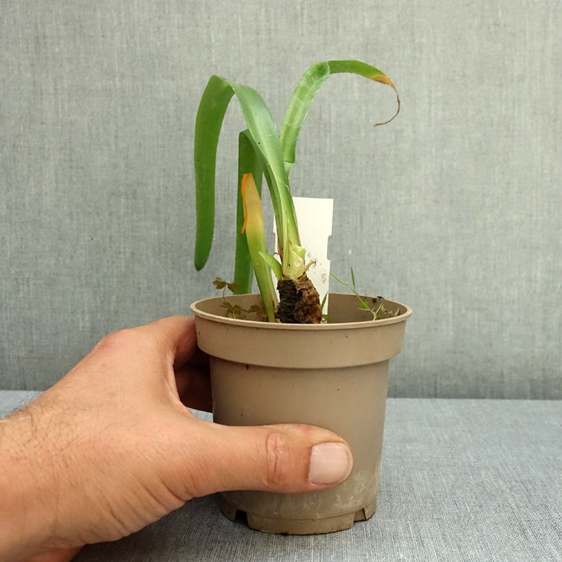 Esemplare di Nerine bowdenii Vaso da Ø 12 cm / 13 cm taglia 12/14 consegnato in estate