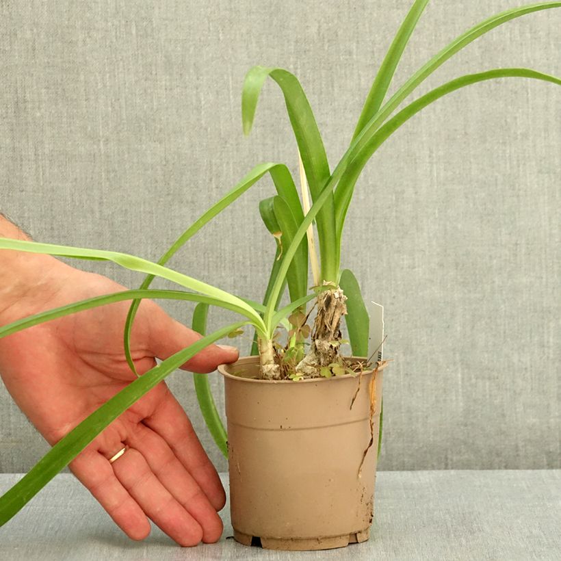 Esemplare di Nerine undulata Vaso da 1,5L/2L taglia 10+ consegnato in estate