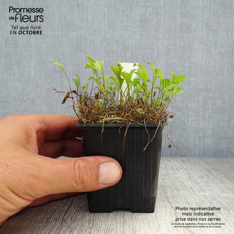 Esemplare di Nierembergia repens Vasetto da 8/9 cm come consegnato in autunno