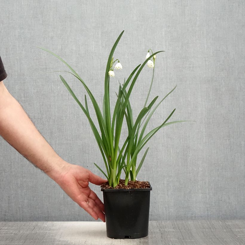 Leucojum aestivum Bridesmaid - Campanelle maggiori Vaso da 2L/3L esemplare consegnato in primavera