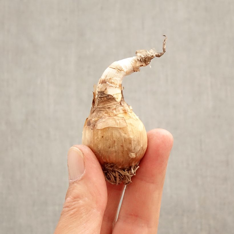 Leucojum aestivum Gravetye Giant - Campanelle maggiori Bulbo taglia 10/12 esemplare consegnato in primavera