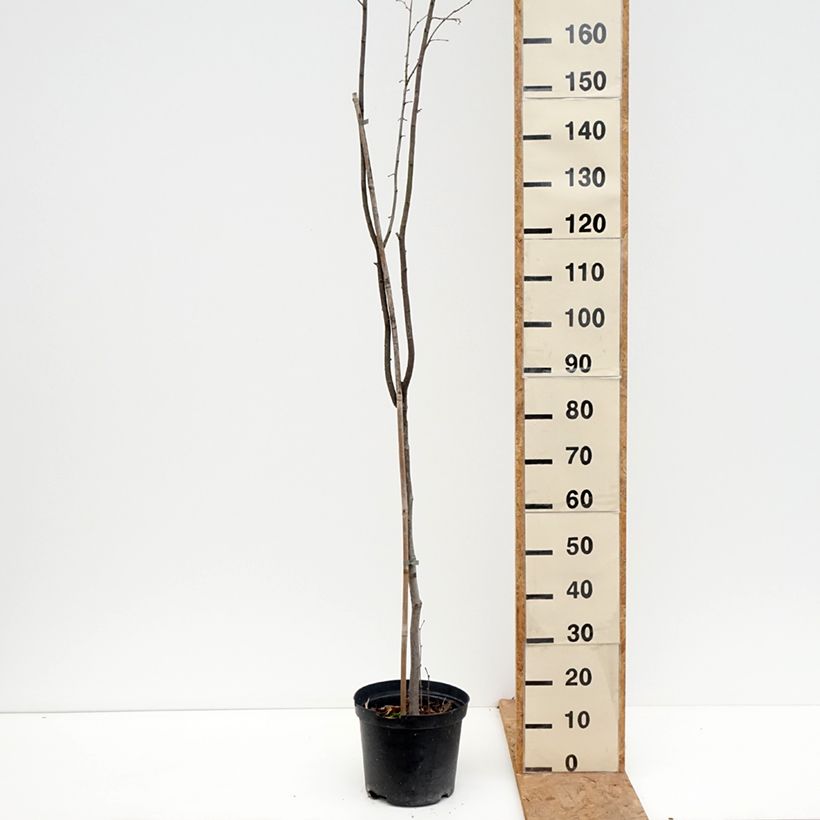 Esemplare di Corylus avellana Anny's Red Dwarf - Nocciòlo Vaso da 7,5L/10L come consegnato in autunno