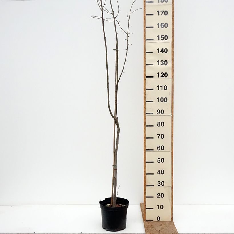 Corylus avellana Anny's Red Dwarf - Nocciòlo Vaso da 7,5L/10L, Vaso impalcato esemplare consegnato in inverno