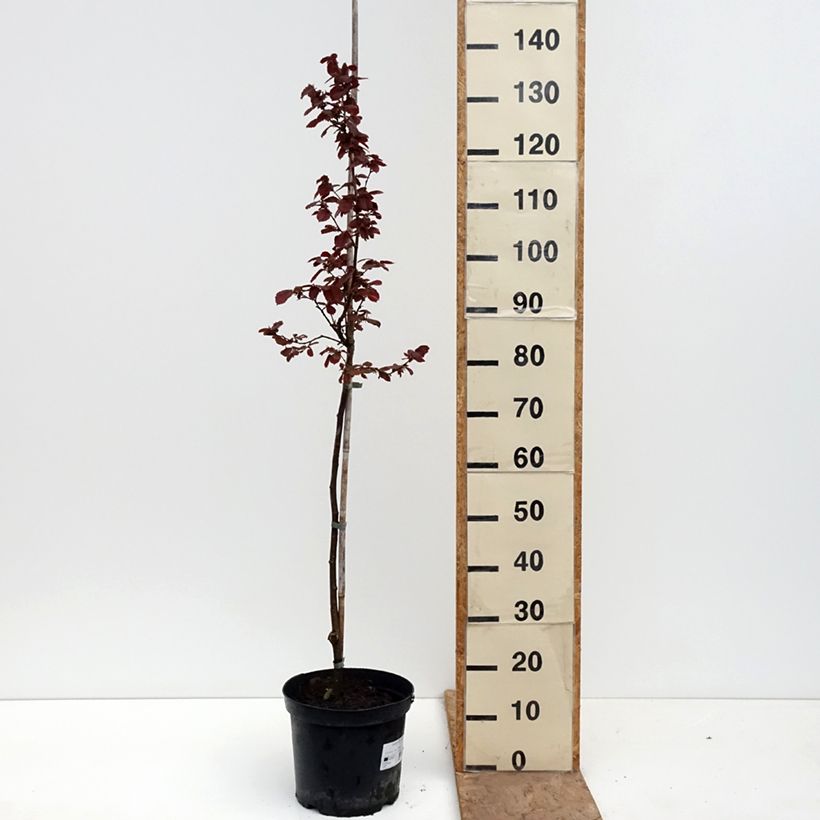 Corylus avellana Anny's Red Dwarf - Nocciòlo Vaso da 7,5L/10L, Vaso impalcato esemplare consegnato in primavera