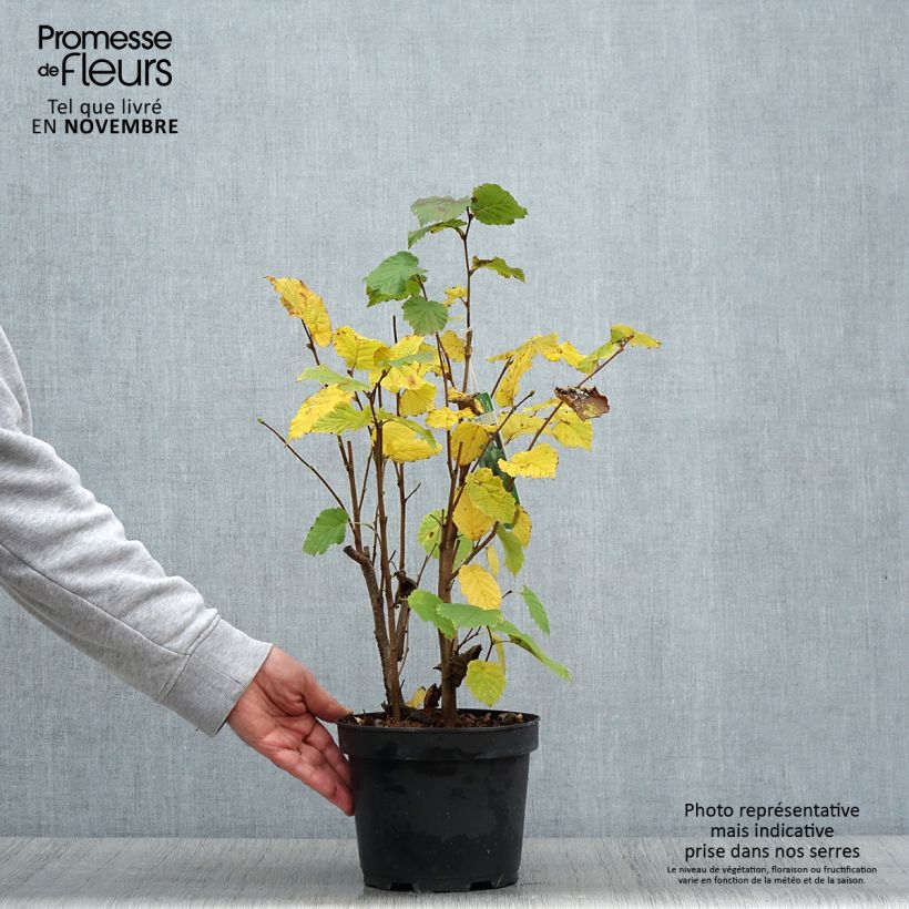 Esemplare di Corylus avellana - Nocciòlo Vaso da 2L/3L come consegnato in autunno