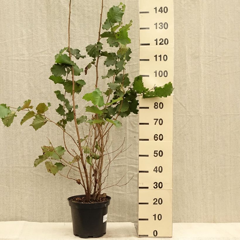 Esemplare di Corylus avellana - Nocciòlo Vaso da 7,5L/10L come consegnato in autunno