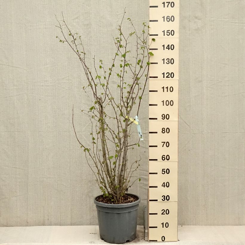 Corylus avellana - Nocciòlo Vaso da 7,5L/10L esemplare consegnato in primavera