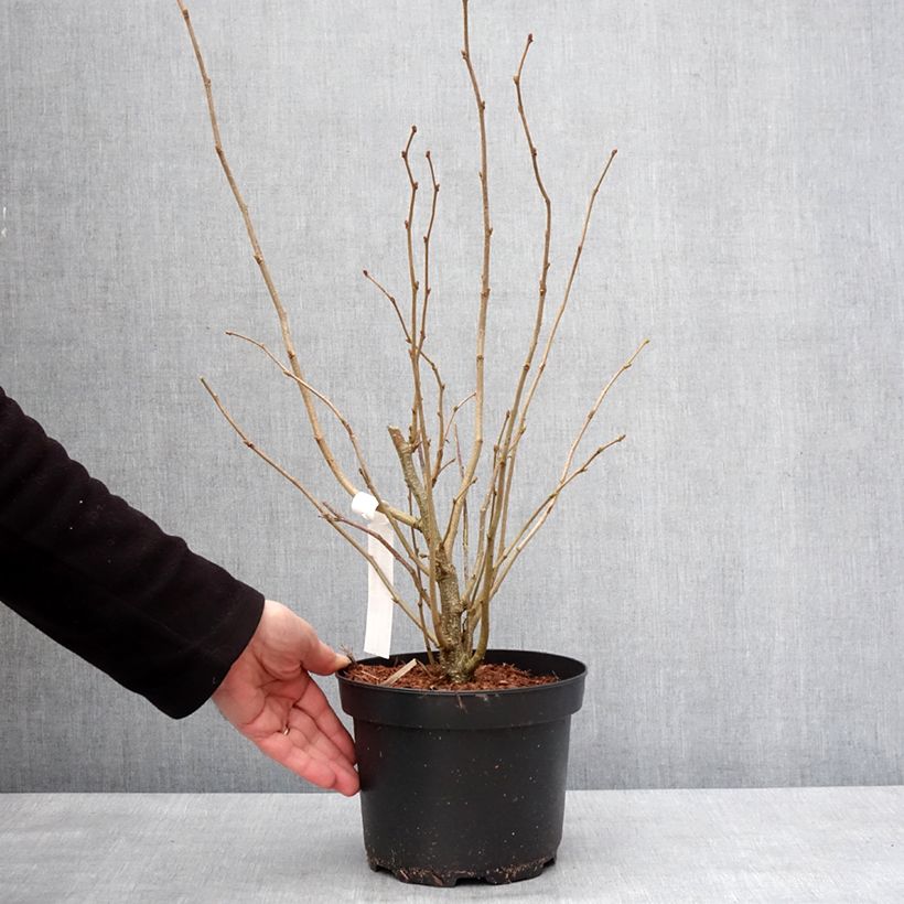 Corylus avellana - Nocciòlo Vaso da 2L/3L esemplare consegnato in inverno