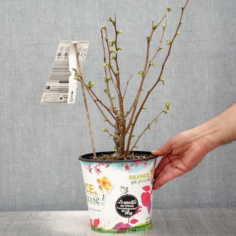 Nocciòlo Longue d'Espagne Vaso da 3L/4L, A cespuglio esemplare consegnato in primavera