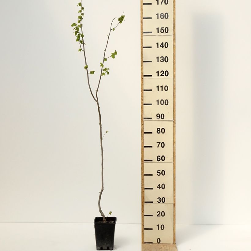 Nocciòlo Tonda Gentile Trilobata Vaso da 1,5L/2L esemplare consegnato in primavera