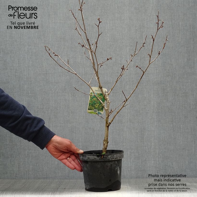 Esemplare di Hamamelis intermedia Westerstede - Amamelide Vaso da 3L/4L come consegnato in autunno