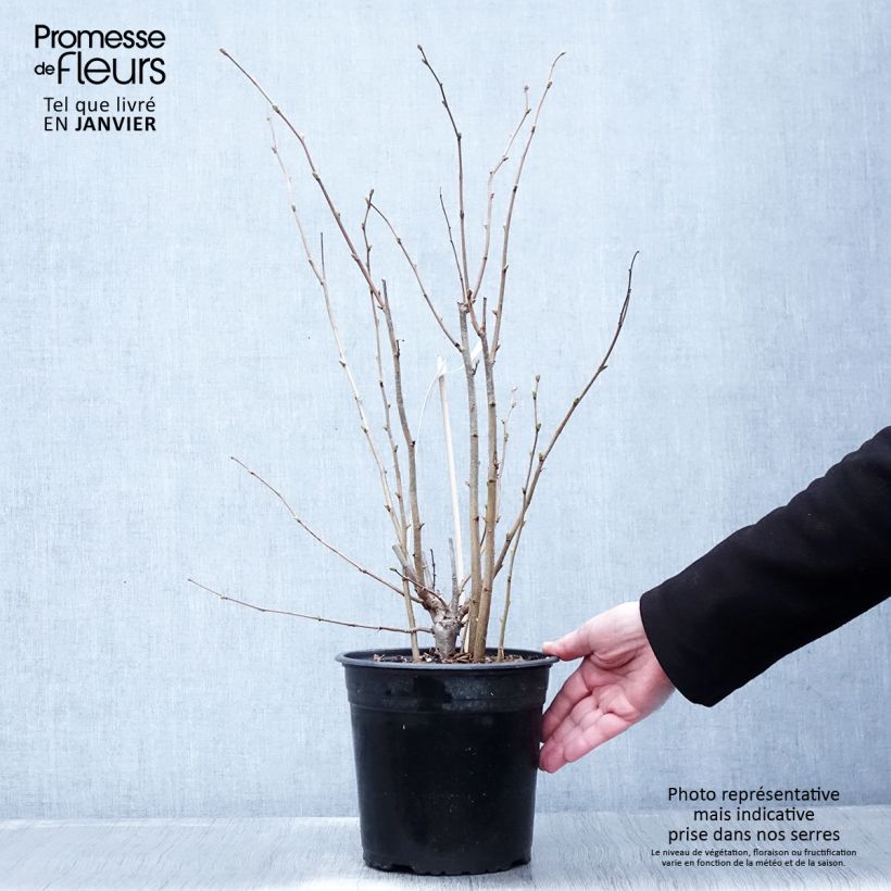 Nocciòlo Fertile de Coutard Vaso da 3L/4L, A cespuglio esemplare consegnato in inverno