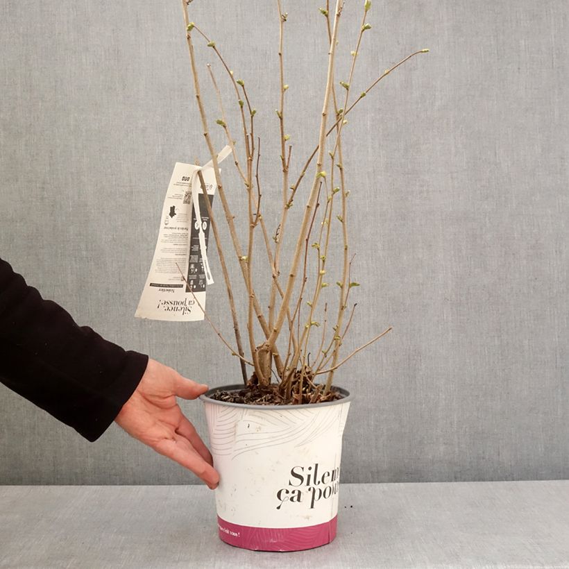 Nocciòlo Fertile de Coutard Vaso da 3L/4L, A cespuglio esemplare consegnato in primavera