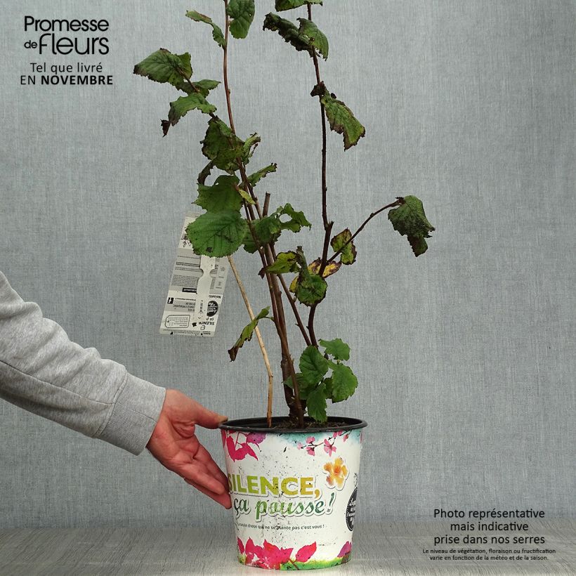 Esemplare di Corylus maxima Géant de Halle - Nocciolo lungo Vaso da 4L/5L, A cespuglio come consegnato in autunno
