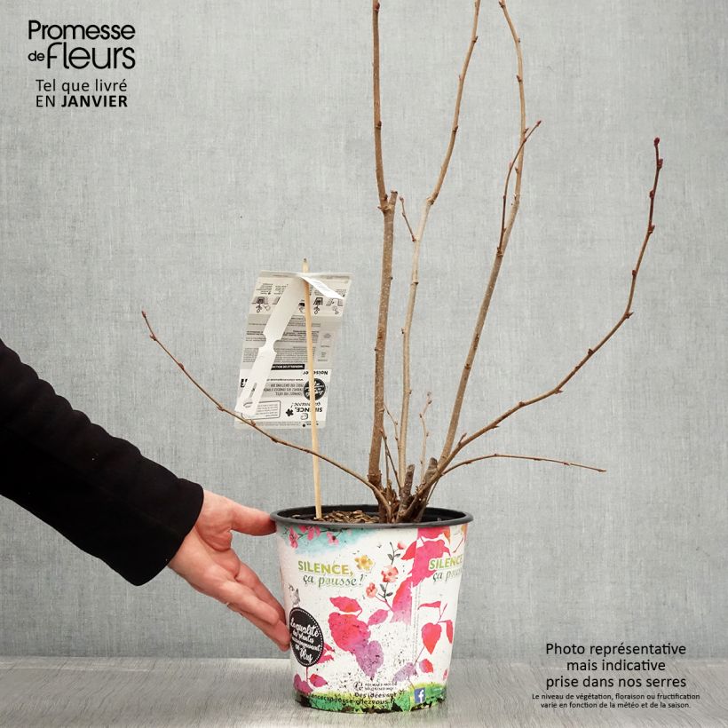 Corylus maxima Géant de Halle - Nocciolo lungo Vaso da 4L/5L, A cespuglio esemplare consegnato in inverno