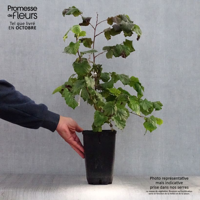 Esemplare di Corylus maxima Géant de Halle - Nocciolo lungo Vaso da 2L/3L come consegnato in autunno