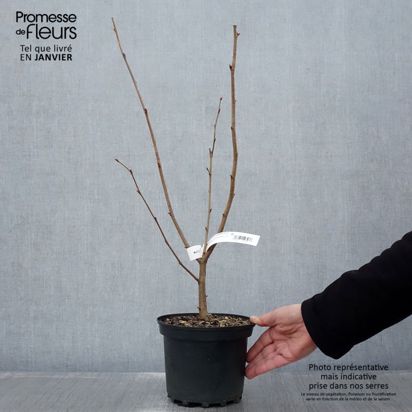 Corylus maxima Géant de Halle - Nocciolo lungo Vaso da 2L/3L esemplare consegnato in inverno