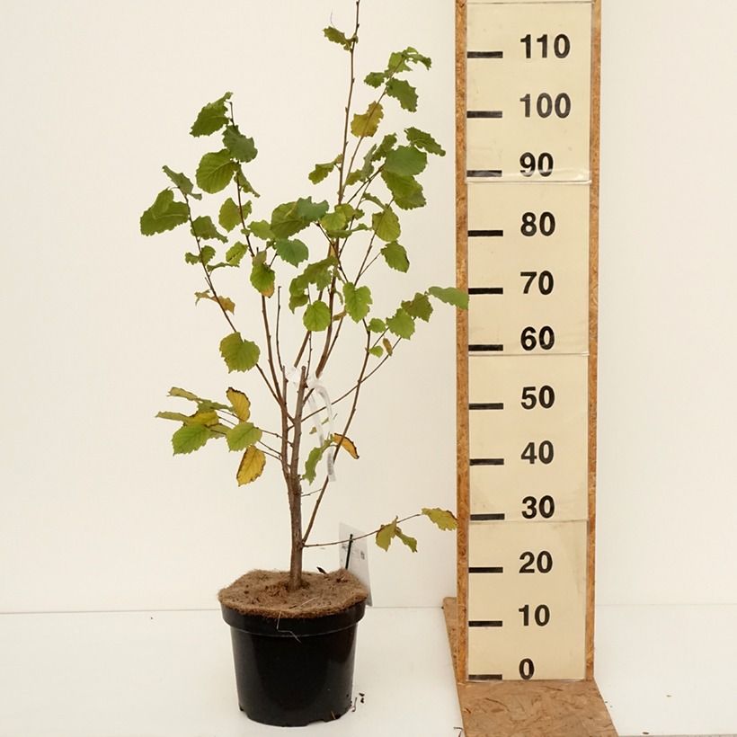 Esemplare di Corylus maxima Géant de Halle - Nocciolo lungo Vaso da 7,5L/10L come consegnato in autunno