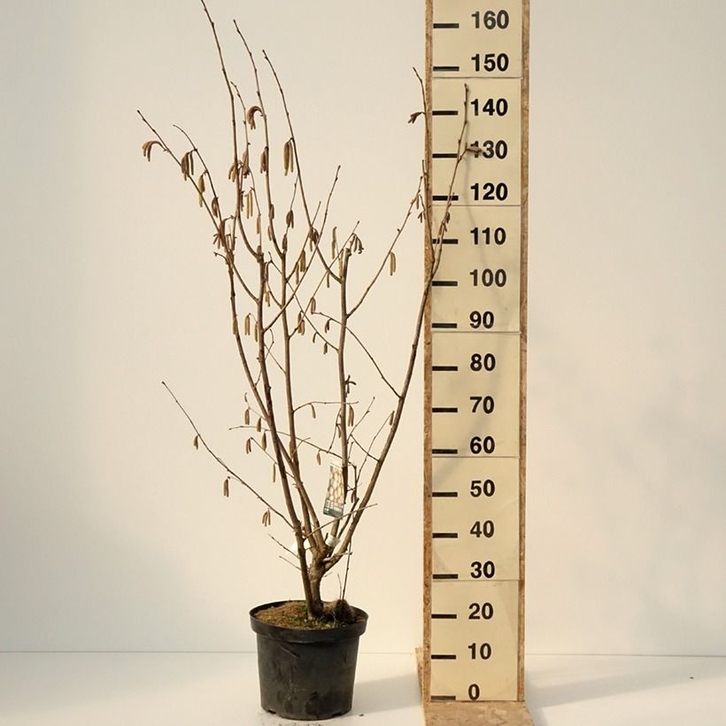 Corylus maxima Géant de Halle - Nocciolo lungo Vaso da 7,5L/10L esemplare consegnato in inverno