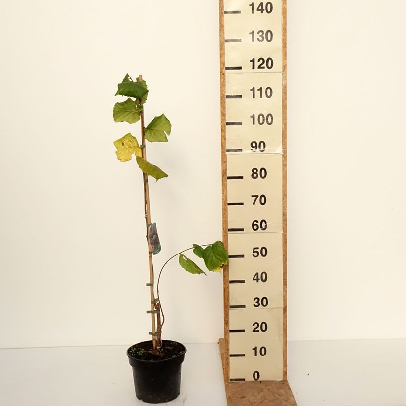 Esemplare di Corylus avellana Pendula - Nocciòlo Vaso da 4L/5L come consegnato in autunno