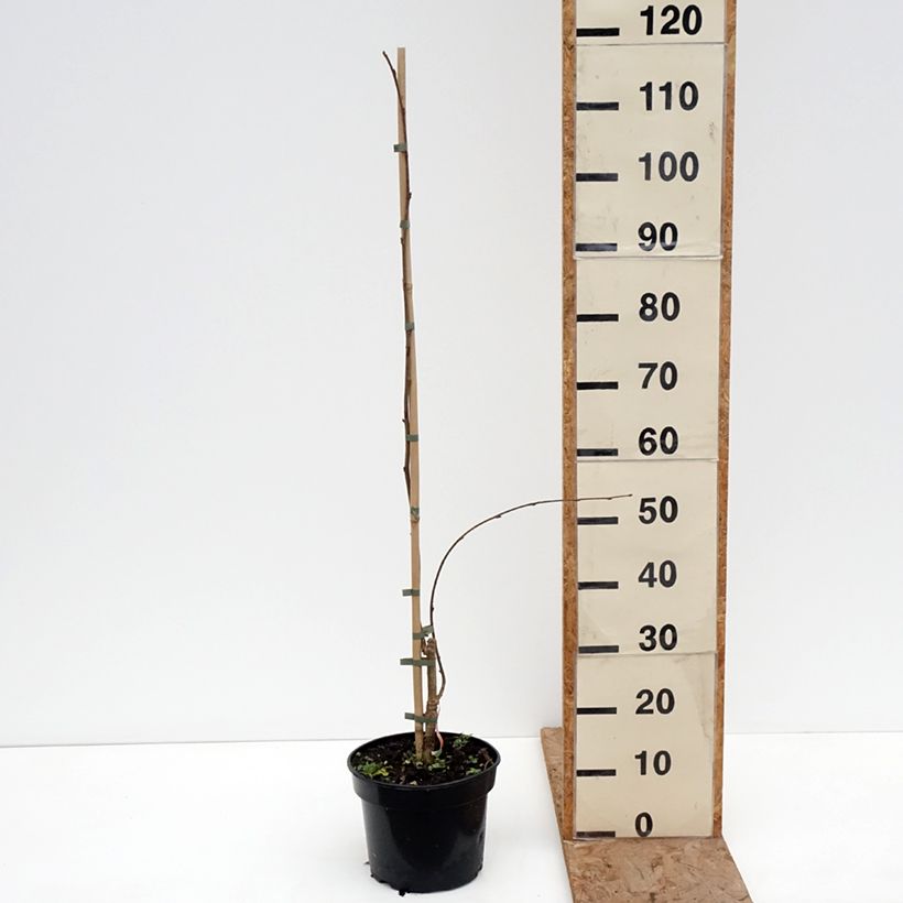 Corylus avellana Pendula - Nocciòlo Vaso da 4L/5L esemplare consegnato in inverno