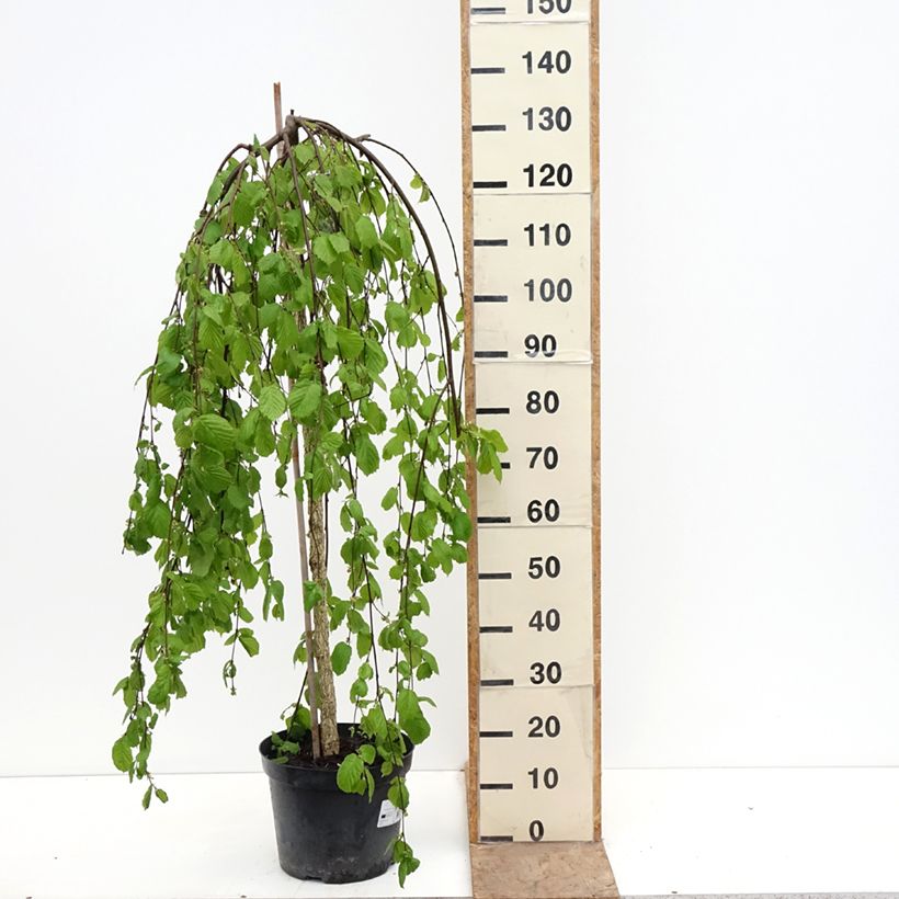 Corylus avellana Pendula - Nocciòlo Vaso da 7,5L/10L esemplare consegnato in primavera