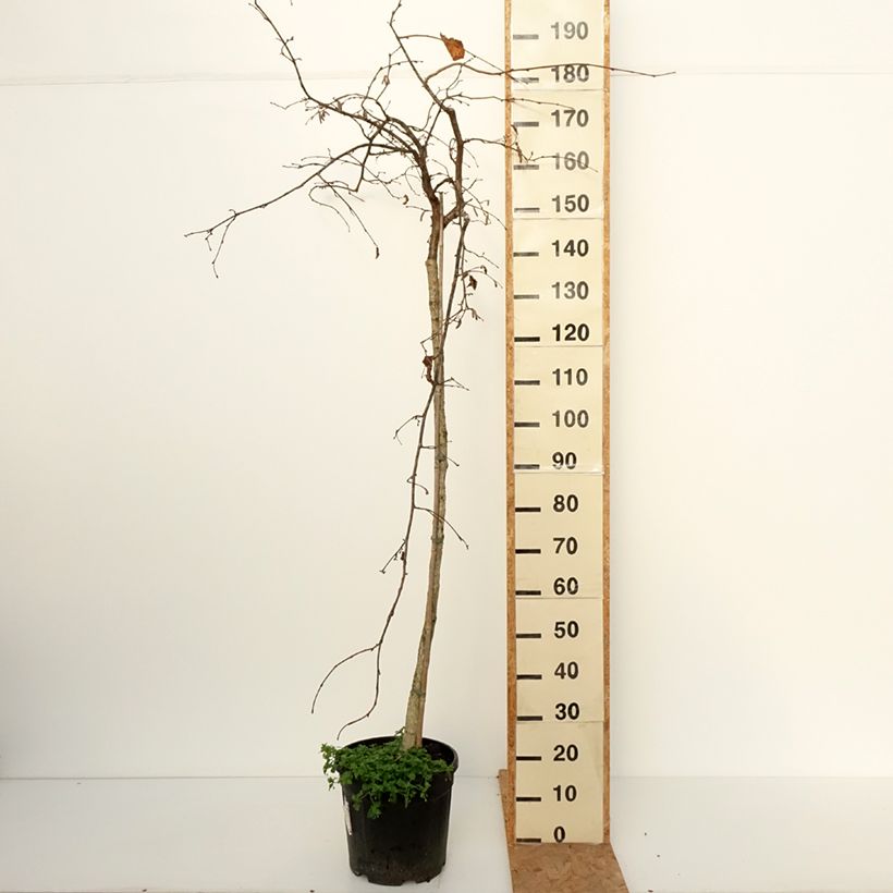 Esemplare di Corylus avellana Purple Umbrella - Nocciòlo Vaso da 12L/15L come consegnato in autunno