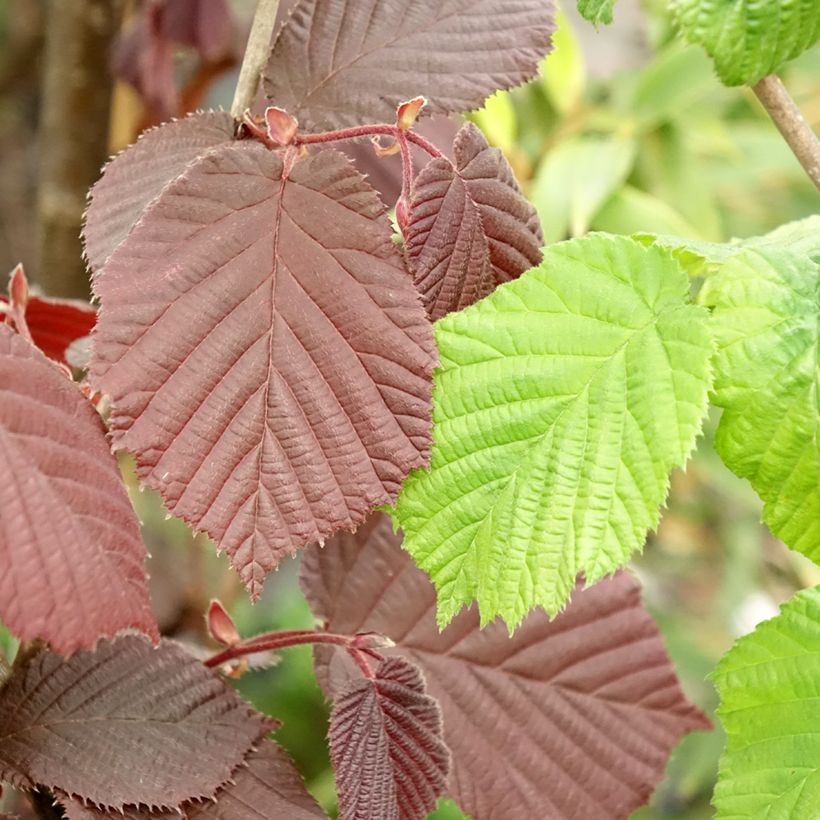 Corylus avellana Syrena - Nocciòlo (Fogliame)
