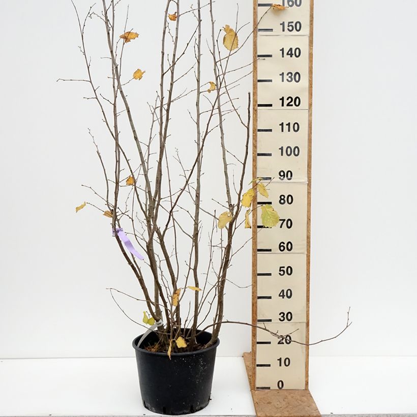 Esemplare di Corylus avellana Syrena - Nocciòlo Vaso da 12L/15L come consegnato in autunno
