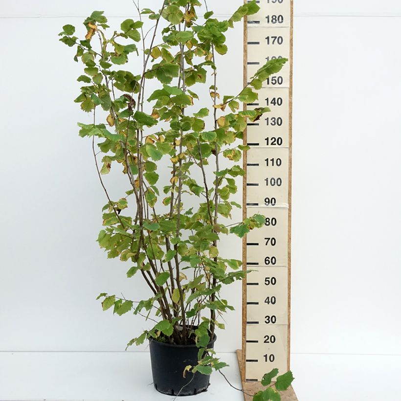 Esemplare di Corylus avellana Syrena - Nocciòlo Vaso da 12L/15L consegnato in estate