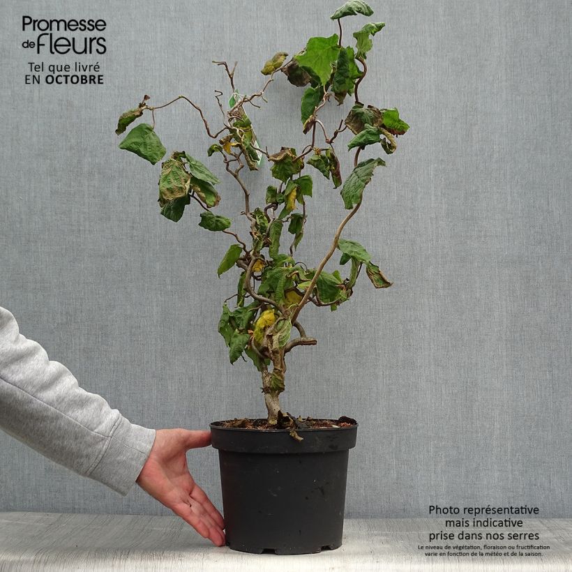 Esemplare di Corylus avellana Contorta - Nocciolo comune Vaso da 3L/4L come consegnato in autunno