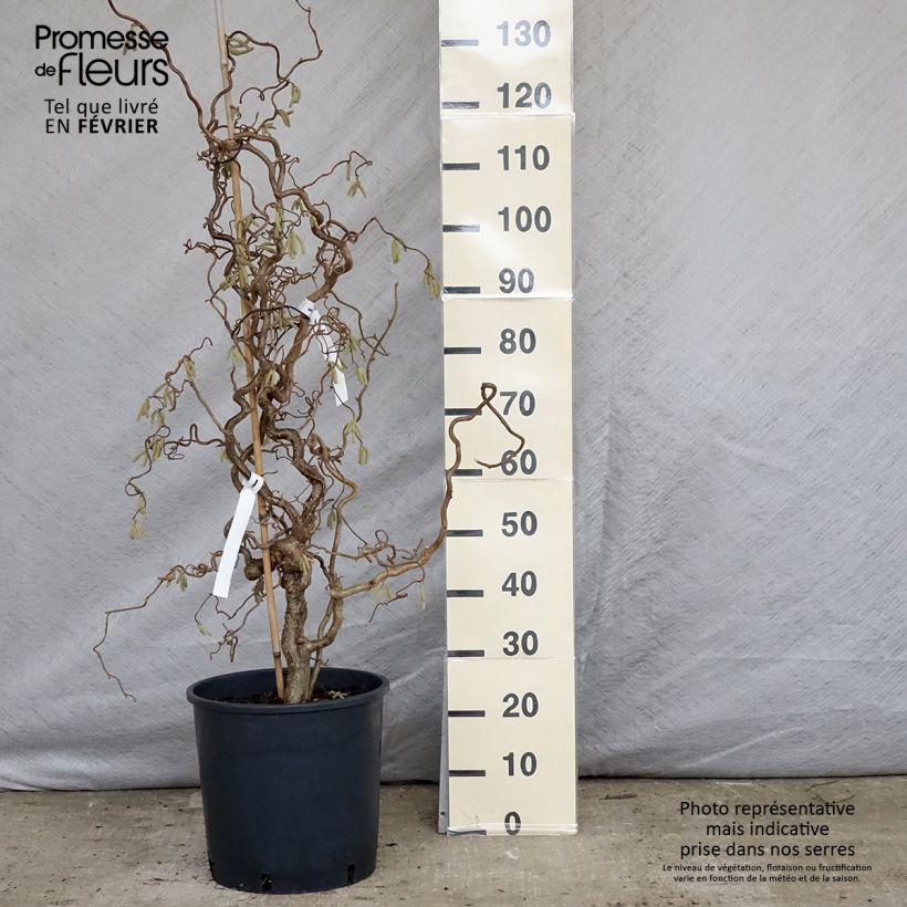 Corylus avellana Contorta - Nocciolo comune Vaso da 12L/15L esemplare consegnato in inverno