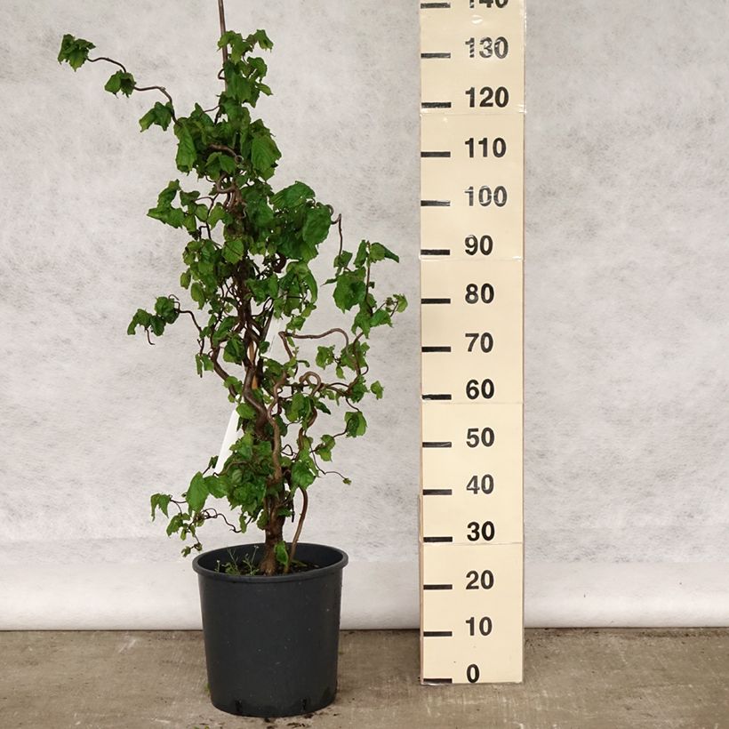 Corylus avellana Contorta - Nocciolo comune Vaso da 12L/15L esemplare consegnato in primavera