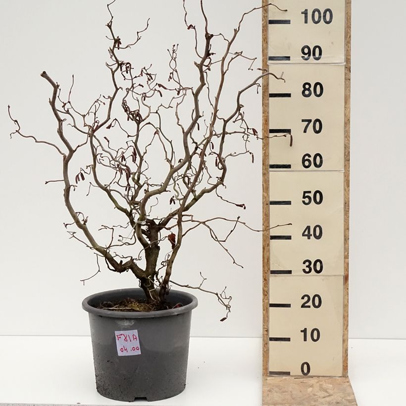 Corylus avellana Red Majestic - Nocciolo comune Vaso da 12L/15L esemplare consegnato in inverno