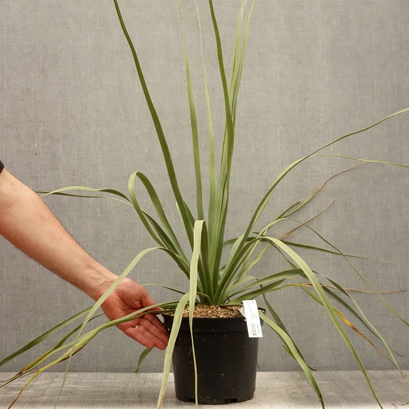 Nolina nelsonii Vaso da 3L/4L esemplare consegnato in primavera