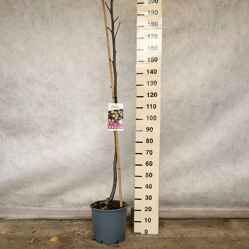 Esemplare di Juglans nigra Corne - Noce nero Vaso da 18L/20L, Astone alto come consegnato in autunno