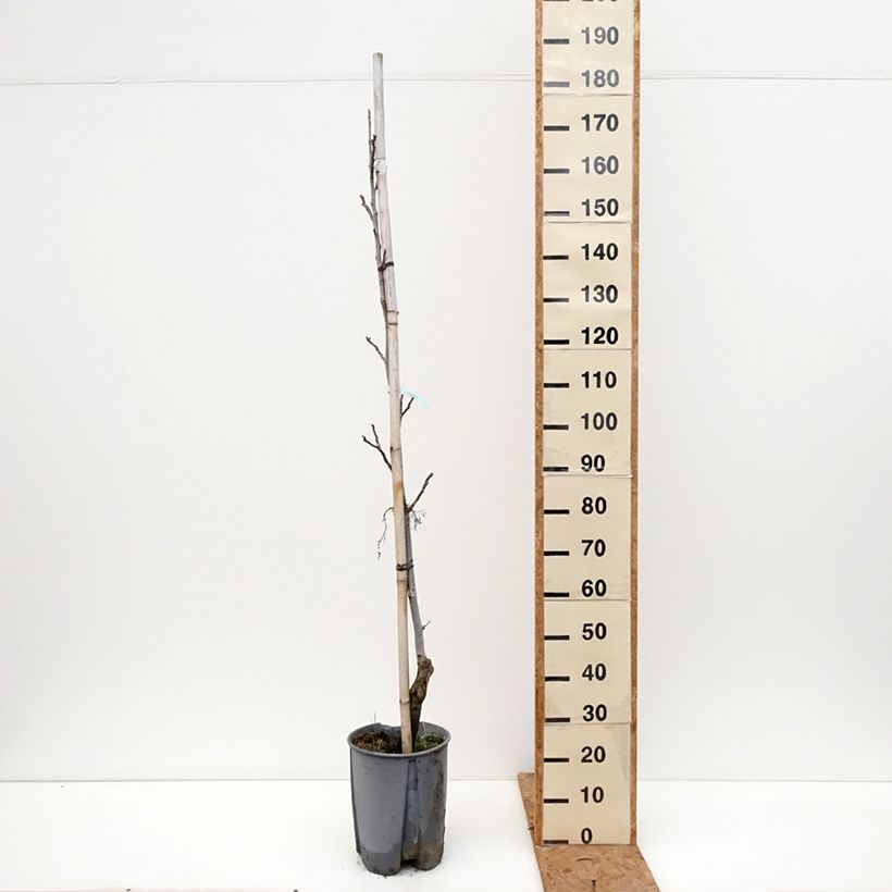 Esemplare di Noce comune Chandler Vaso da 7,5L/10L, Vaso impalcato medio come consegnato in autunno