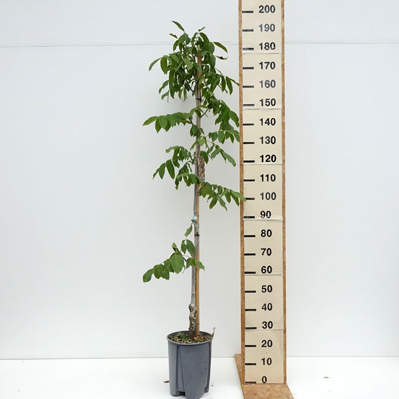 Esemplare di Noce comune Chandler Vaso da 7,5L/10L, Vaso impalcato medio consegnato in estate