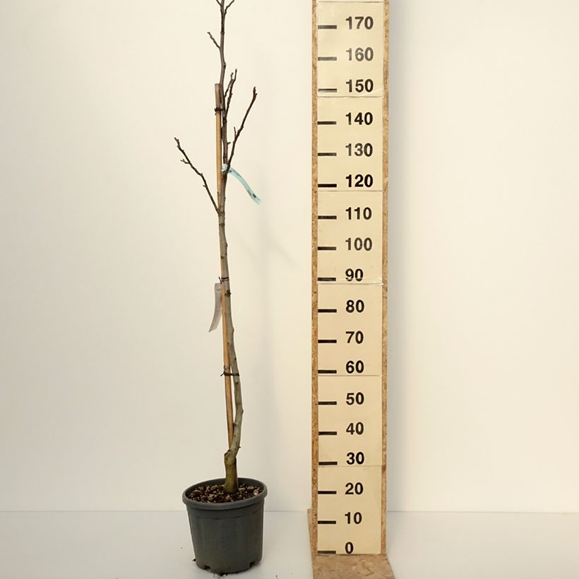 Noce comune Fernor Vaso da 7,5L/10L, Vaso impalcato medio esemplare consegnato in inverno