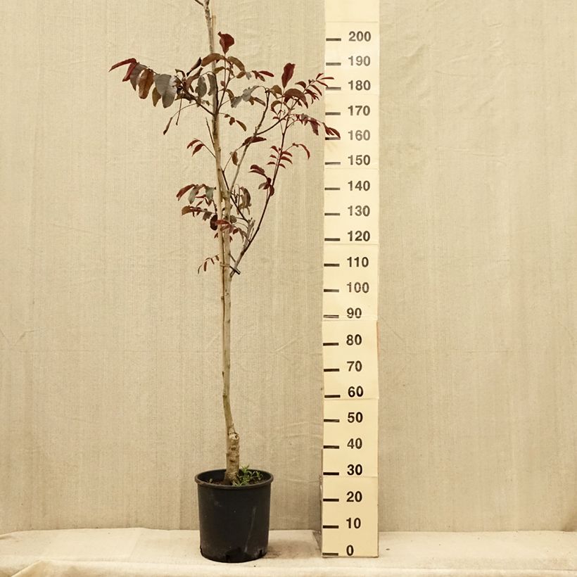 Esemplare di Noce comune Purpurea Vaso da 18L/20L, Astone alto consegnato in estate