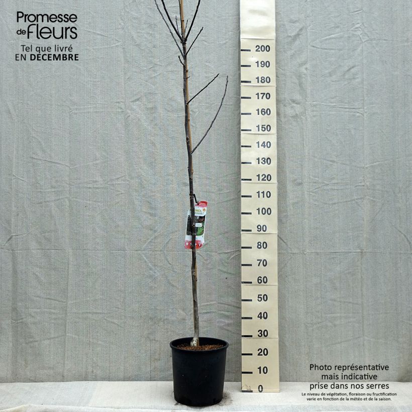 Noce comune Purpurea Vaso da 18L/20L, Astone alto esemplare consegnato in inverno