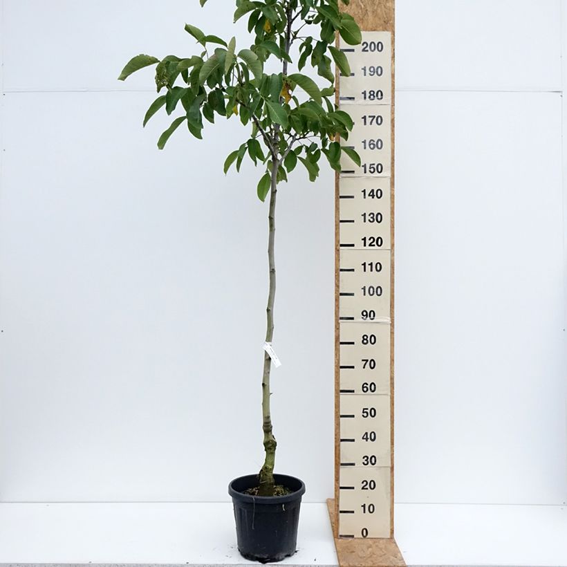 Esemplare di Noce comune Mayette Vaso da 12L/15L, Astone alto consegnato in estate