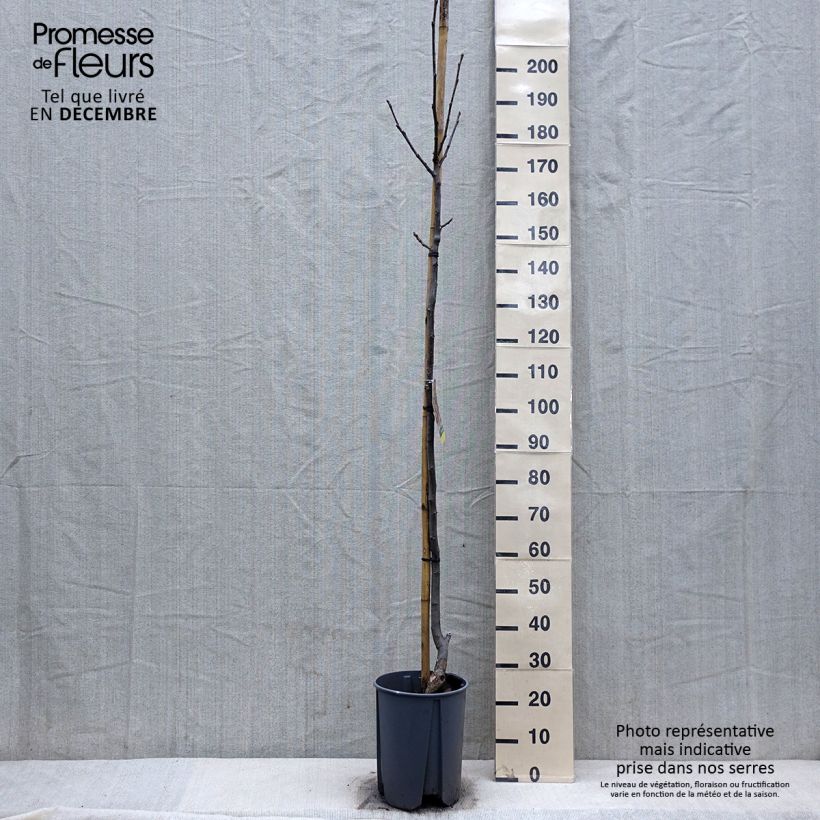 Noce comune Franquette Vaso da 7,5L/10L, Vaso impalcato medio esemplare consegnato in inverno