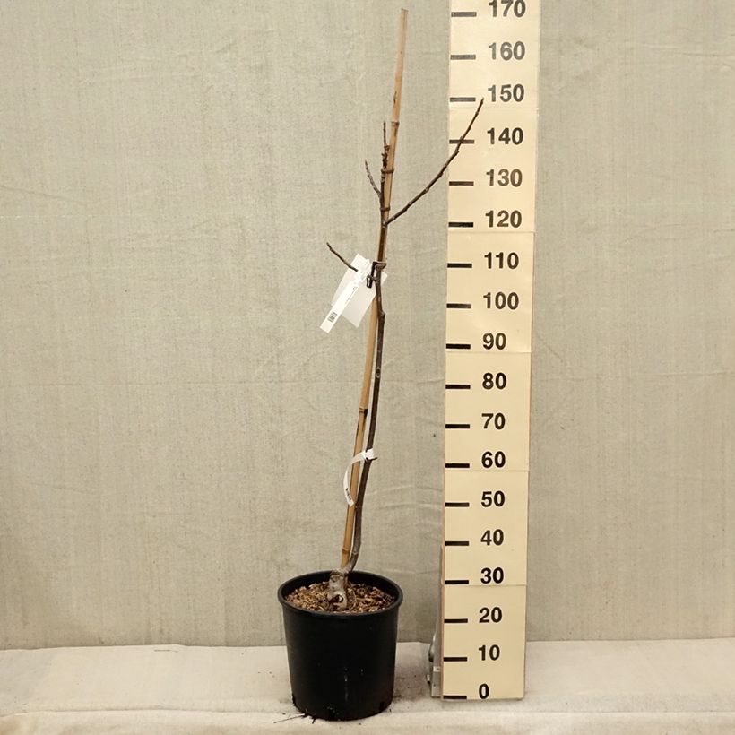 Noce comune Franquette Vaso da 12L/15L, Astone alto esemplare consegnato in primavera