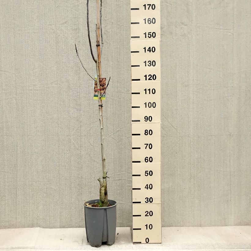 Esemplare di Noce comune Franquette Vaso da 7,5L/10L, Vaso impalcato medio come consegnato in autunno